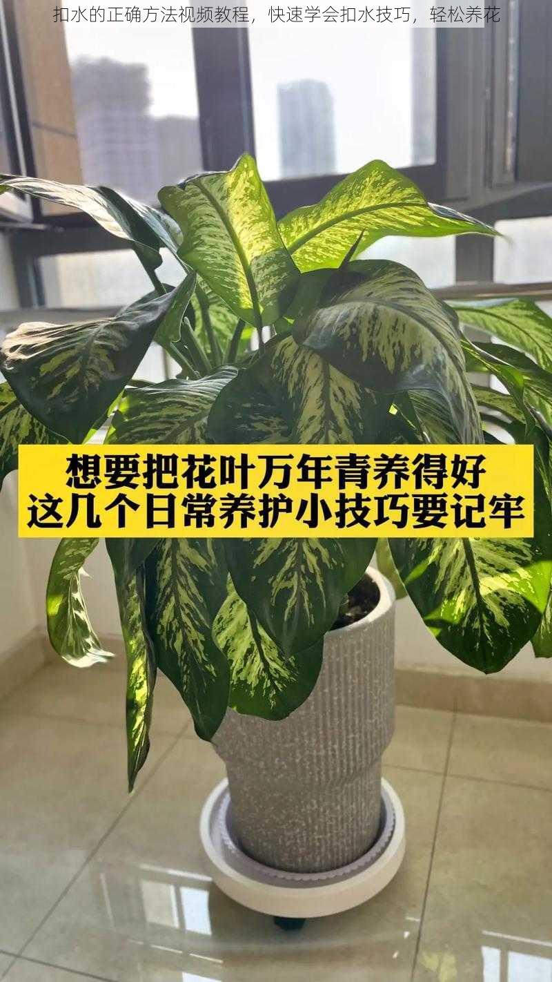 扣水的正确方法视频教程，快速学会扣水技巧，轻松养花